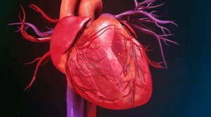 Coeur avec des artères